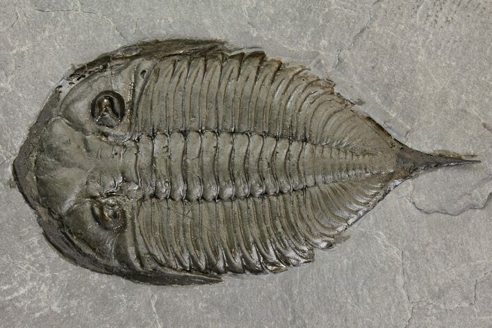 Dalmanites Trilobite Fossil - New York #163585